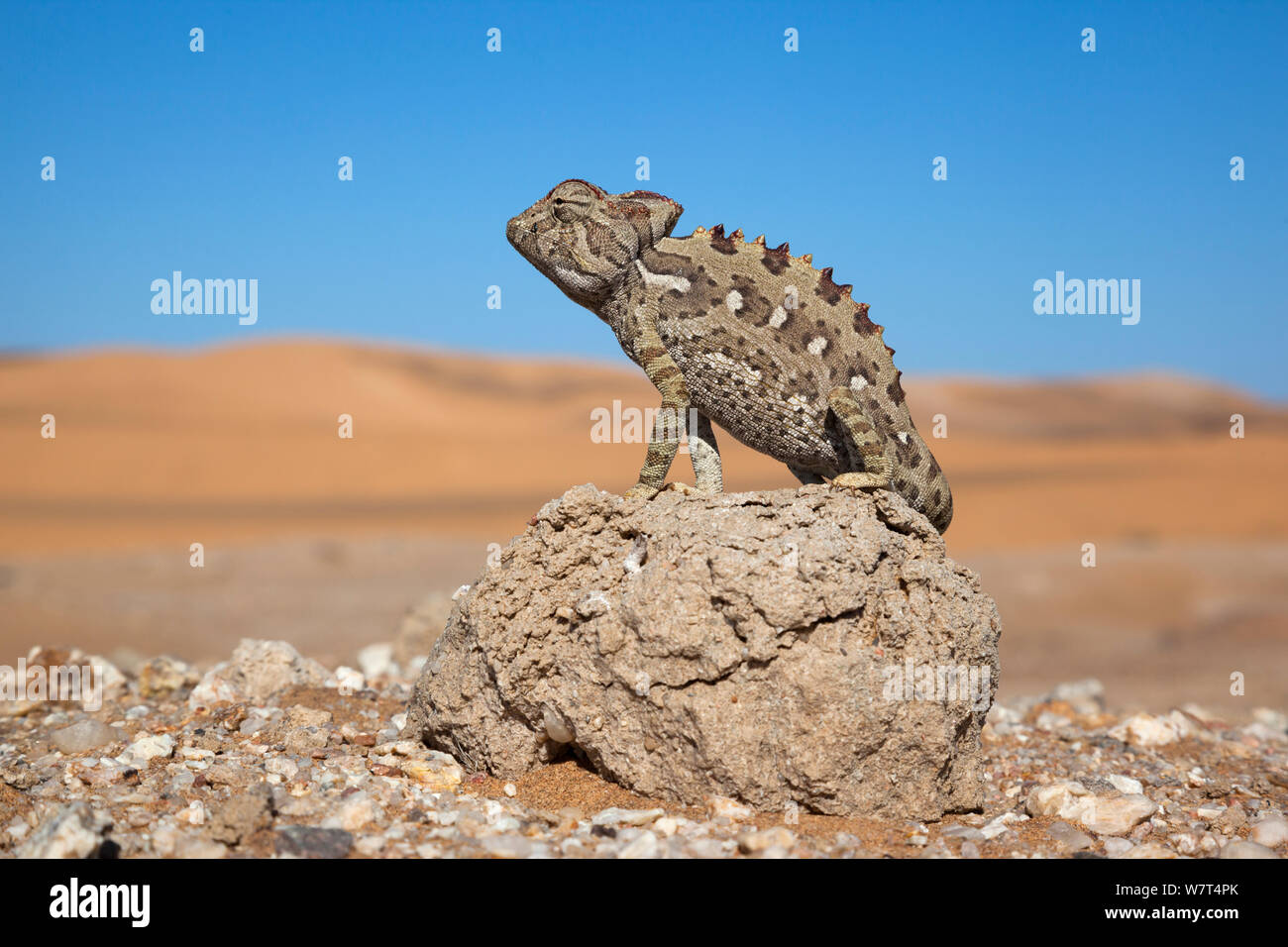 Namaqua chameleon (Chamaeleo namaquensis), Namib Desert, Namibia, April Stock Photo