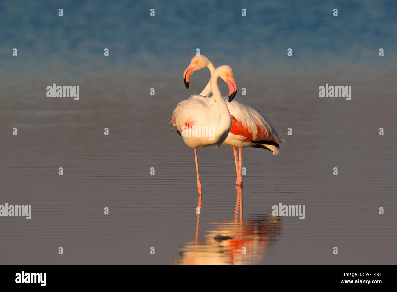 Greater flamingoes (Phoenicopterus ruber), Etosha National Park, Namibia, May Stock Photo