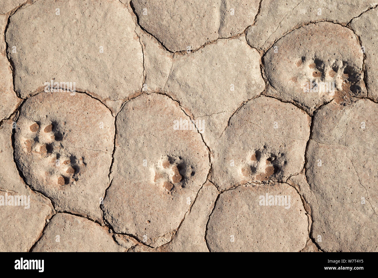 Blackbacked jackal (Canis mesomelas) footprints, Dead Vlei, Namib