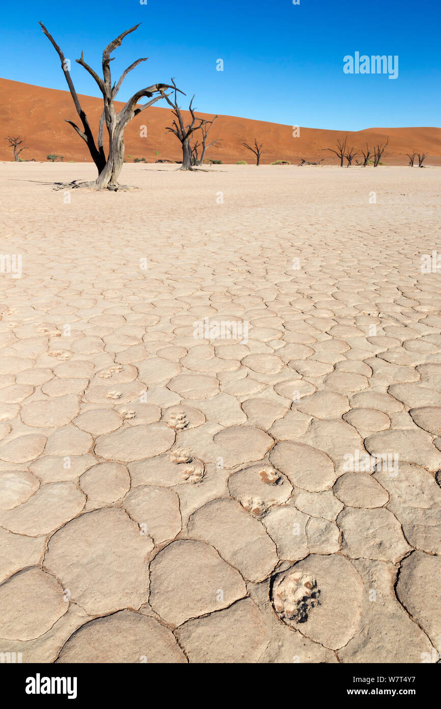 Blackbacked jackal (Canis mesomelas) footprints, Dead Vlei, Namib