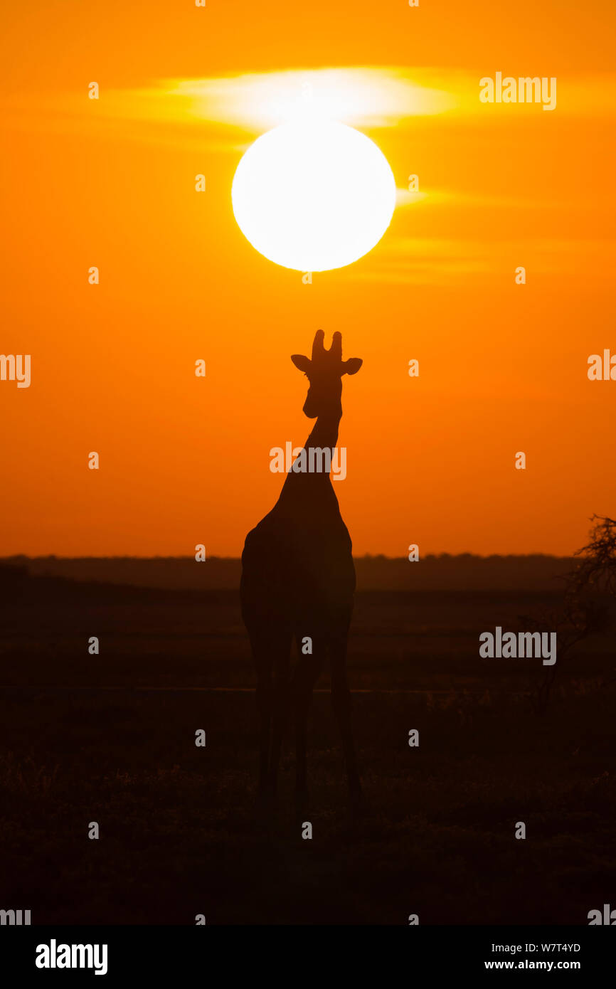 Angolan giraffe (Giraffa camelopardalis angolensis) silhouetted against sunset, Etosha national park, Namibia, June  cropped Stock Photo