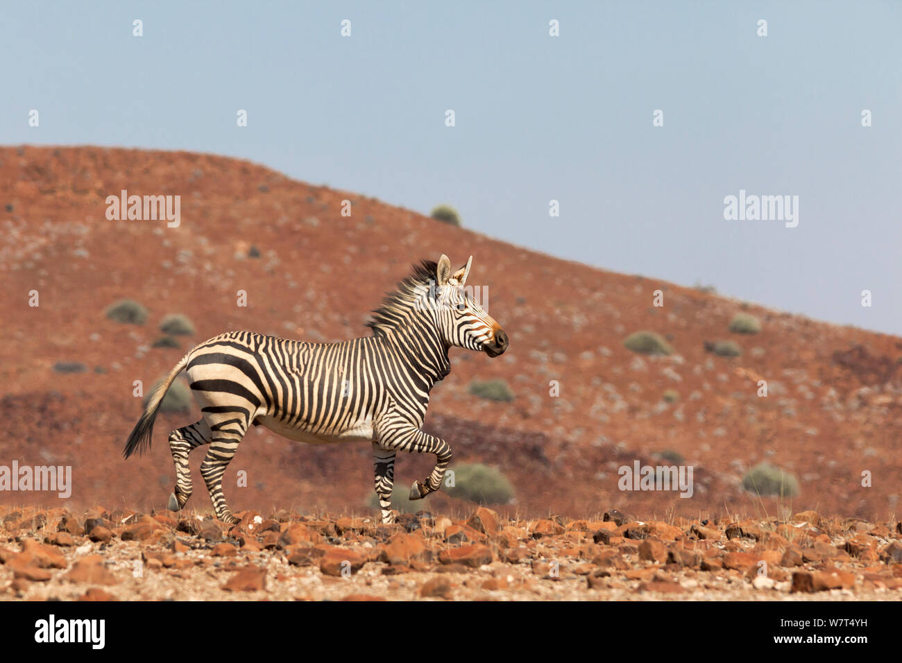Hartmann&#39;s mountain zebra, (Equus zebra hartmannae), Kunene region, Namibia, Africa, May Stock Photo