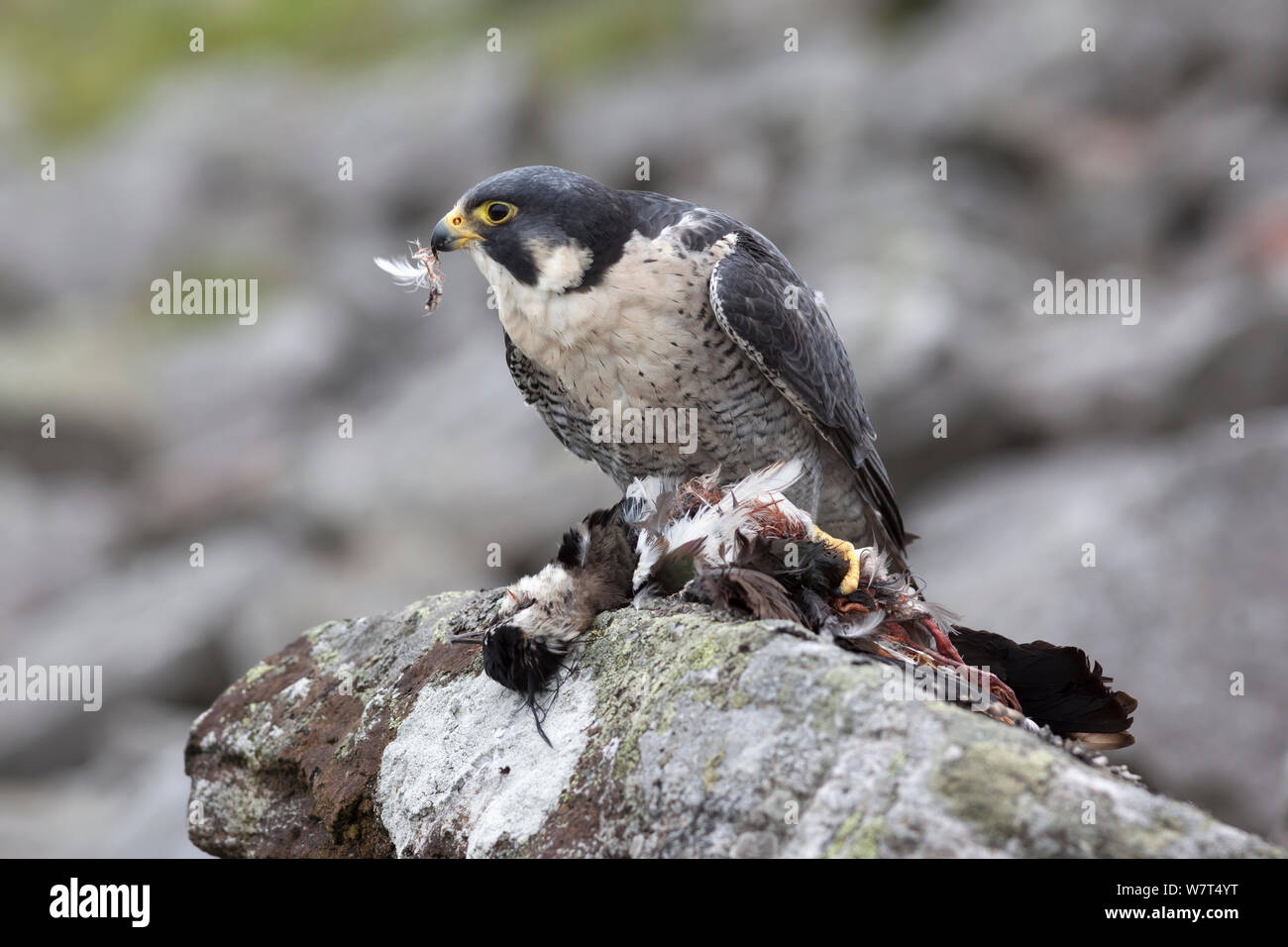 Peregrine (Falco peregrinus) captive with roadkill lapwing (Vanellus vanellus), UK,July Stock Photo