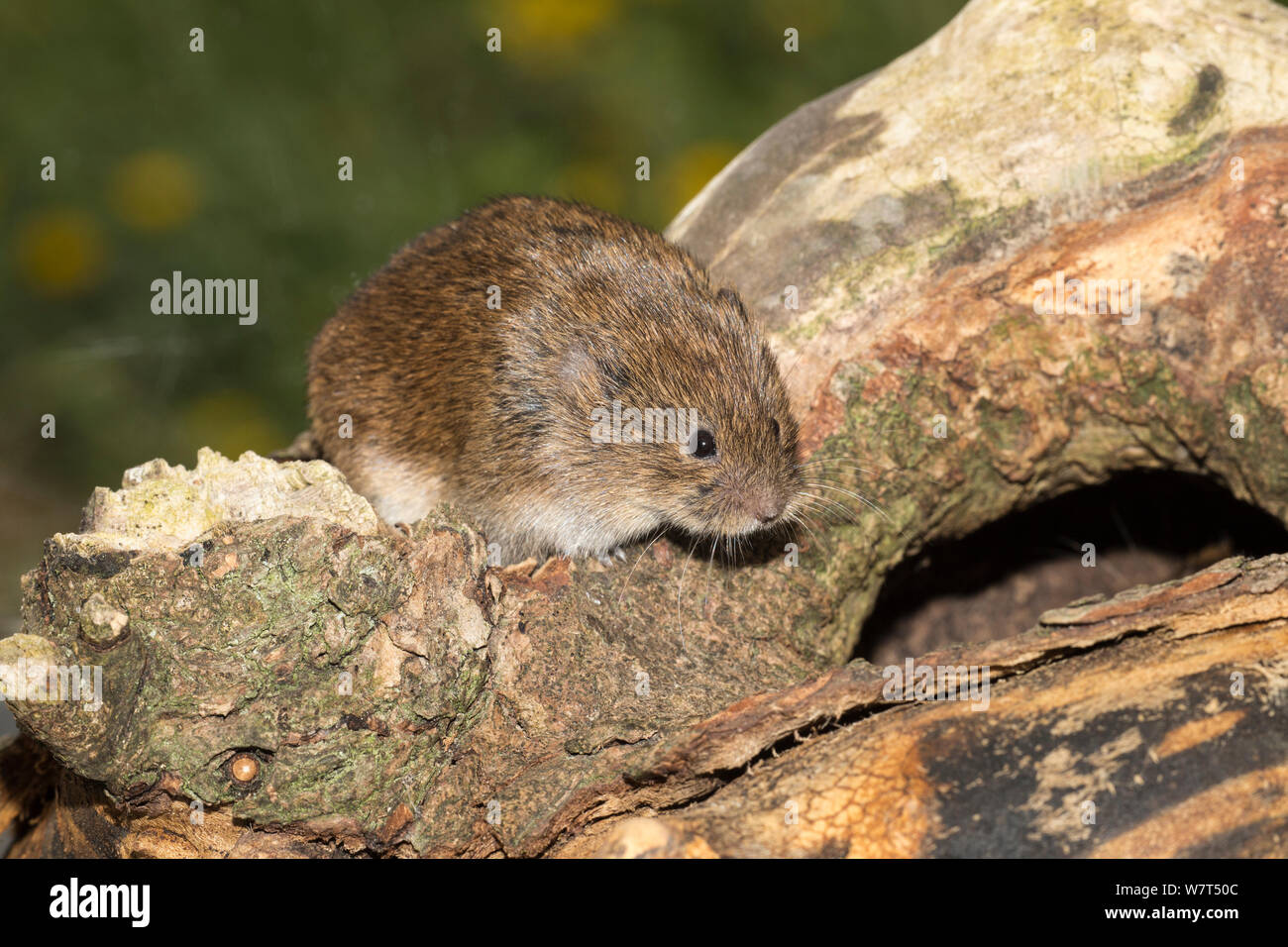 Field vole (Microtus agrestis), captive, UK, June Stock Photo