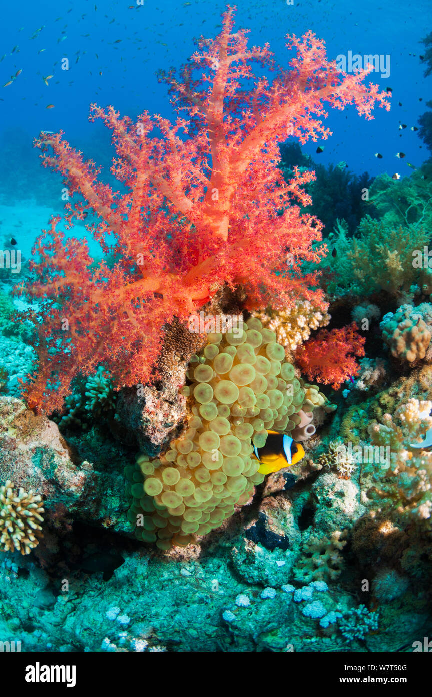Red Sea anemonefish (Amphiprion bicinctus) in anemone at base of coral rock with soft coral (Dendronephthya sp) Egypt, Red Sea. Stock Photo