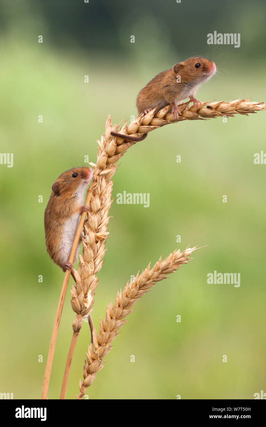 Harvest mice (Micromys minutus), captive, UK, June Stock Photo