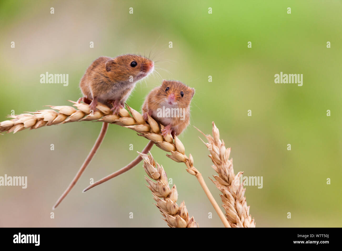 Harvest mice (Micromys minutus), captive, UK, June Stock Photo