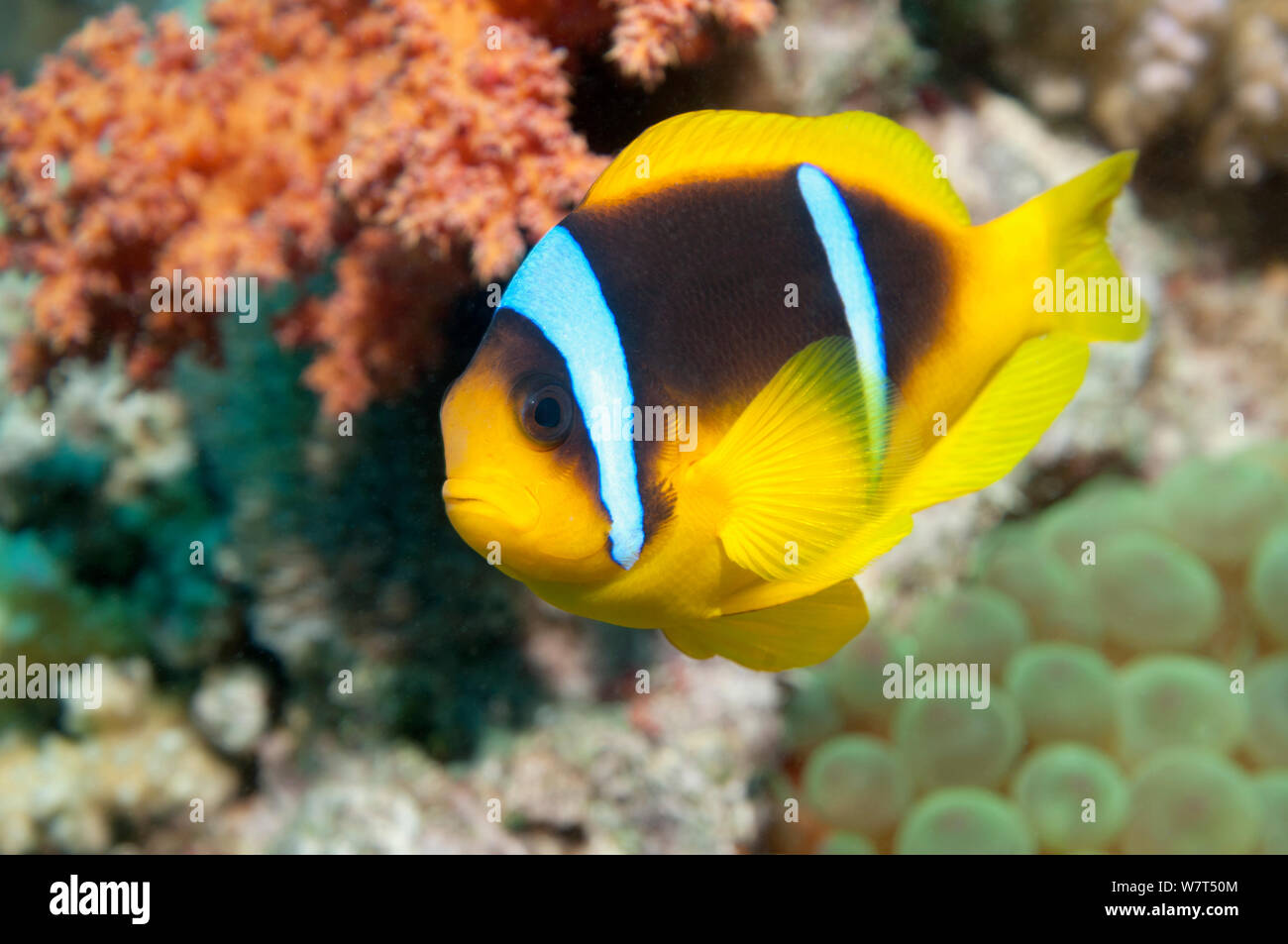 Red Sea anemonefish (Amphiprion bicinctus) in anemone. Egypt, Red Sea. Stock Photo