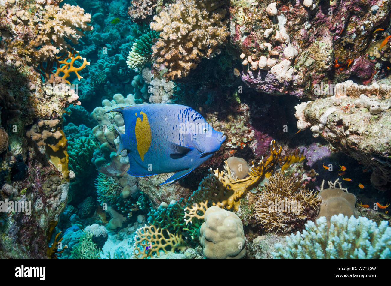 Yellowbar angelfish (Pomacanthus maculosus) swimming over coral reef. Egypt, Red Sea. Stock Photo