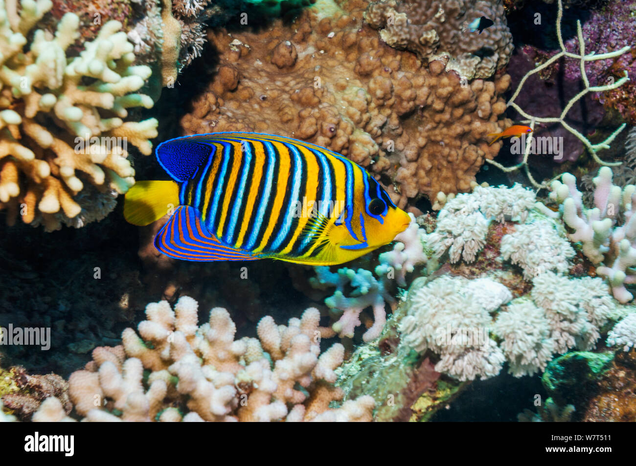 Regal angelfish (Pygoplites diacanthus) swimming over coral reef. Egypt, Red Sea. Stock Photo