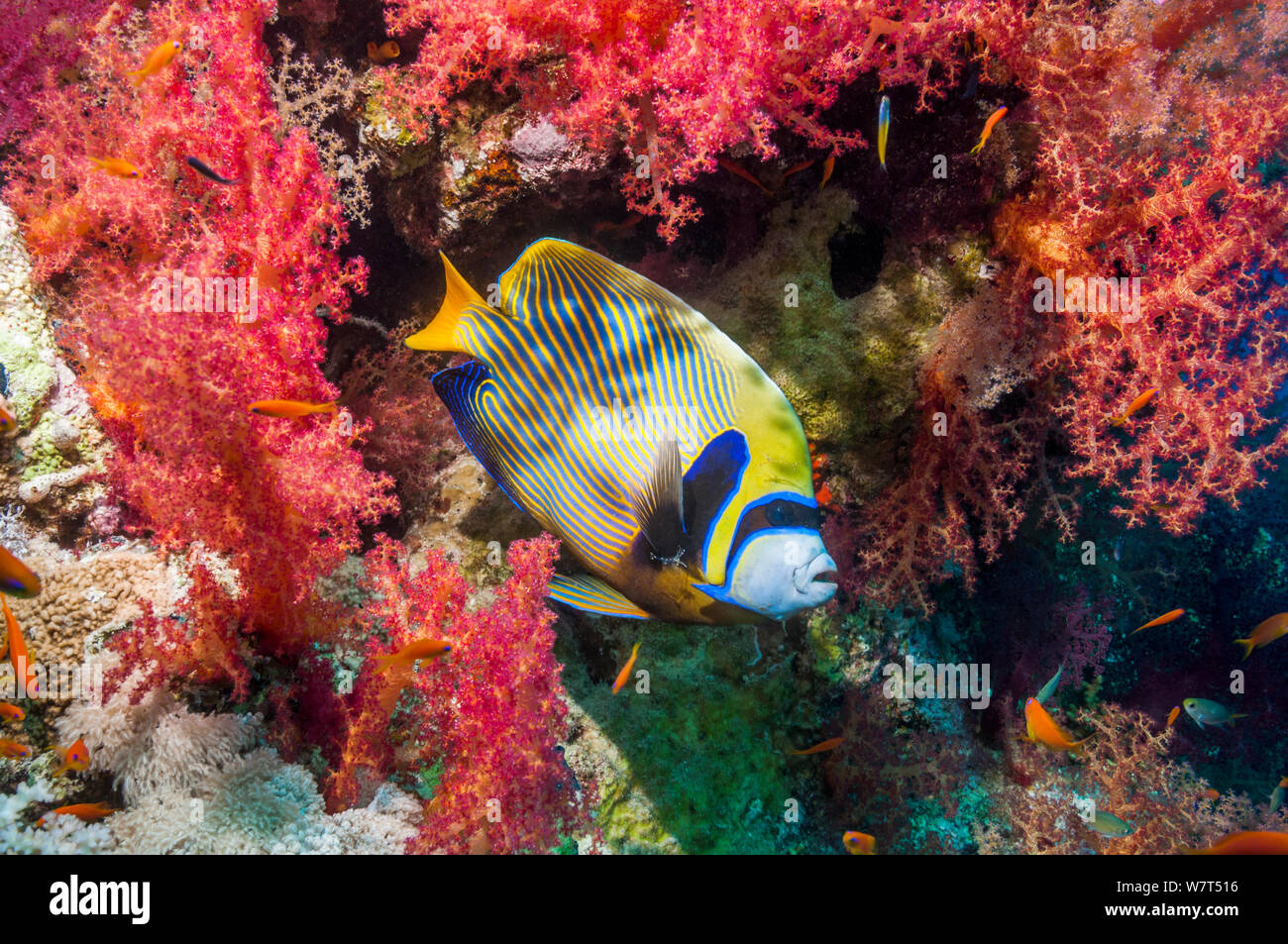 Emperor angelfish (Pomacanthus imperator) at a cleaning station amongst soft corals, where small cleaner shrimps operate. Egypt, Red Sea. Stock Photo