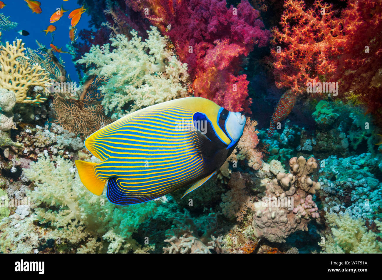 Emperor angelfish (Pomacanthus imperator) swimming past soft corals (Dendronephthya sp) Egypt, Red Sea. Stock Photo