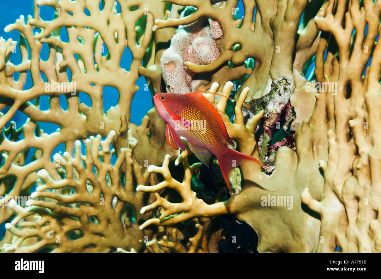 Lyretail anthias / Goldie (Pseudanthias squamipinnis) male, swimming in front of Fire coral (Millepora dichotoma) Egypt, Red Sea. Stock Photo
