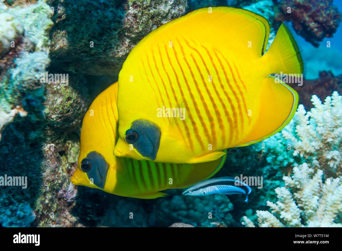 Golden butterflyfish (Chaetodon semilarvatus) with a Bluestreak cleaner wrasse (Labroides dimidiatus) this species is one of the few fish species to have longterm mates. Egypt, Red Sea. Stock Photo