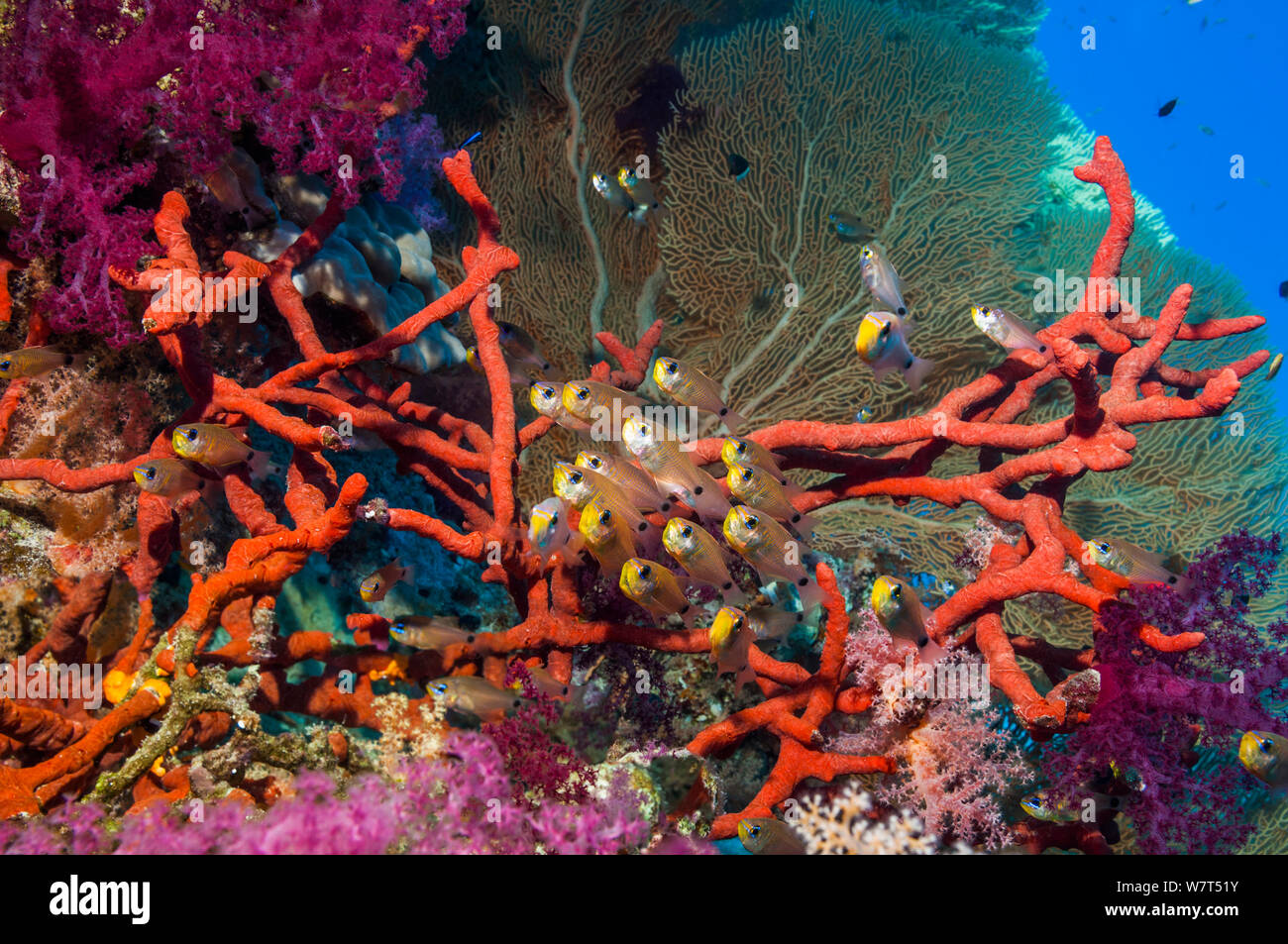 Shimmering cardinals (Archamia lineolata) on coral reef with Red rope sponge (Amphimedon compressa) and soft corals and a gorgonian in background. Egypt, Red Sea. Stock Photo