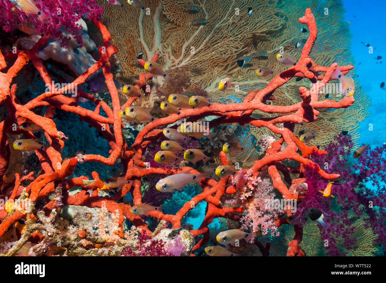 Shimmering cardinals (Archamia lineolata) on coral reef with Red rope sponge (Amphimedon compressa) and soft corals and a gorgonian in background. Egypt, Red Sea. Stock Photo