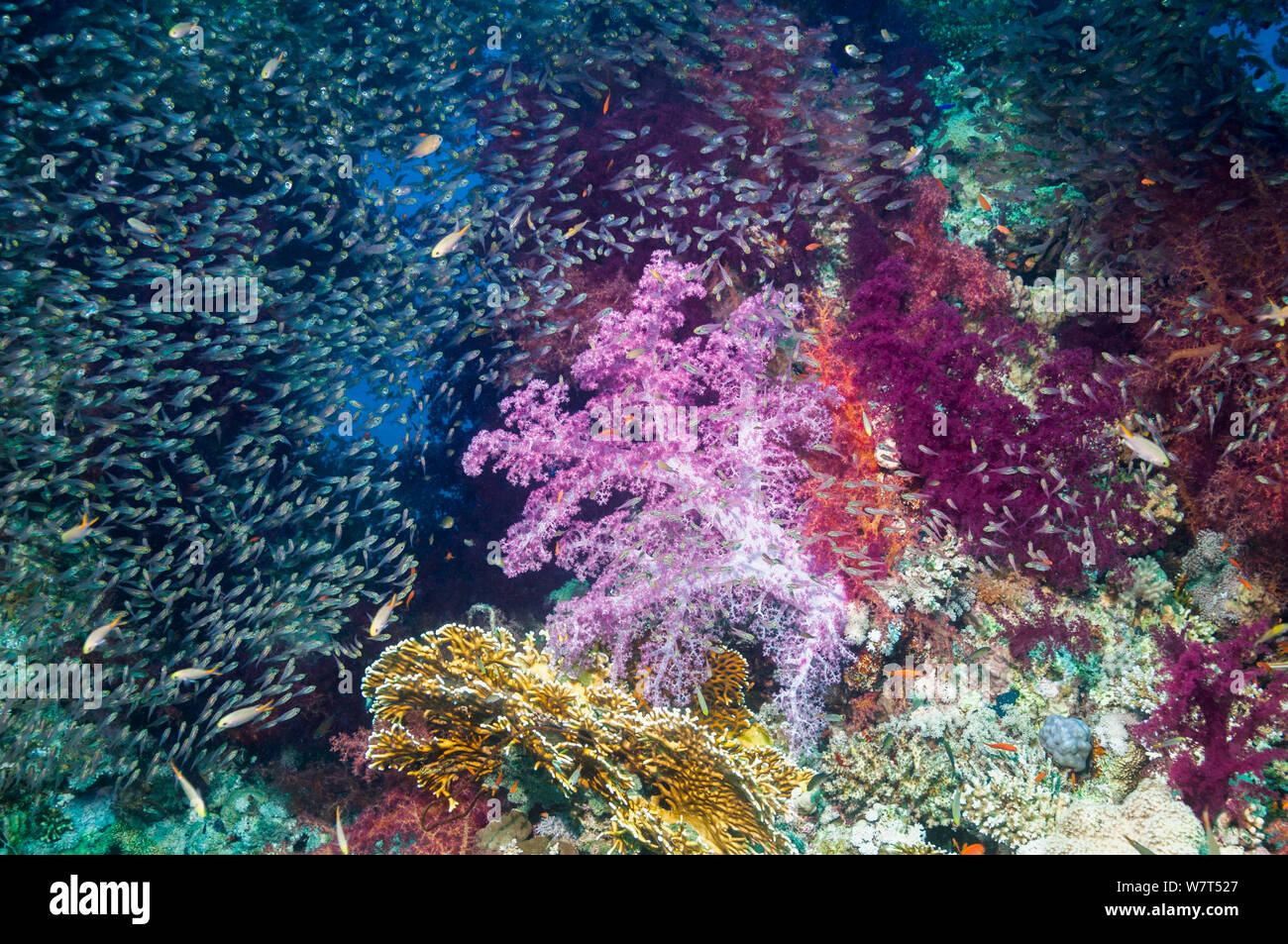 Coral reef scenery with Pygmy sweepers (Parapriacanthus guentheri) and soft corals (Dendronephthya sp) Egypt, Red Sea. Stock Photo