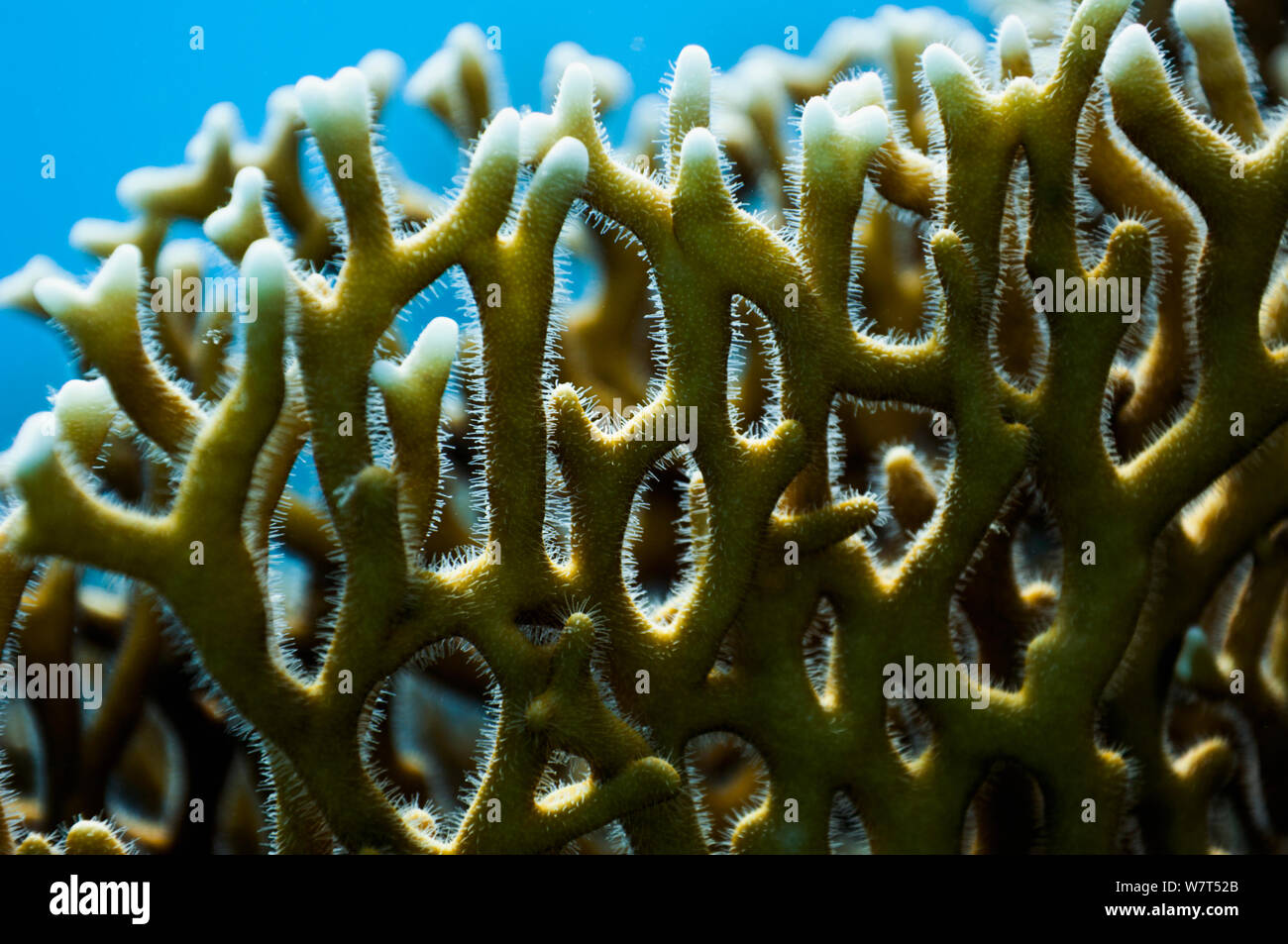 Fire coral (Millepora dichotoma) a hydroid, showing the hairs that are covered in cells called nematocysts, used mainly as a defense mechanism against fish which may feed upon it as well as against prey for food. Egypt, Red Sea. Stock Photo