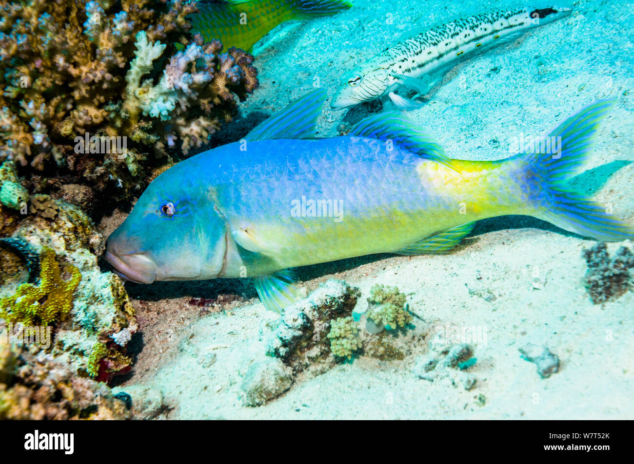 Yellowsaddle goatfish (Parupeneus cyclostomus) hunting small prey in coral branches. Egypt, Red Sea. Stock Photo