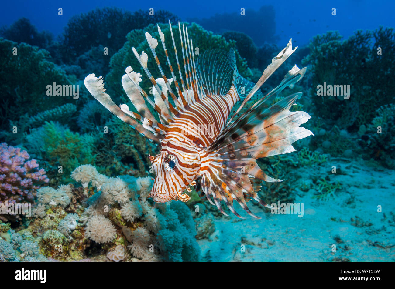 Common lionfish / Devil firefish (Pterois miles)  Egypt, Red Sea, endemic species. Stock Photo