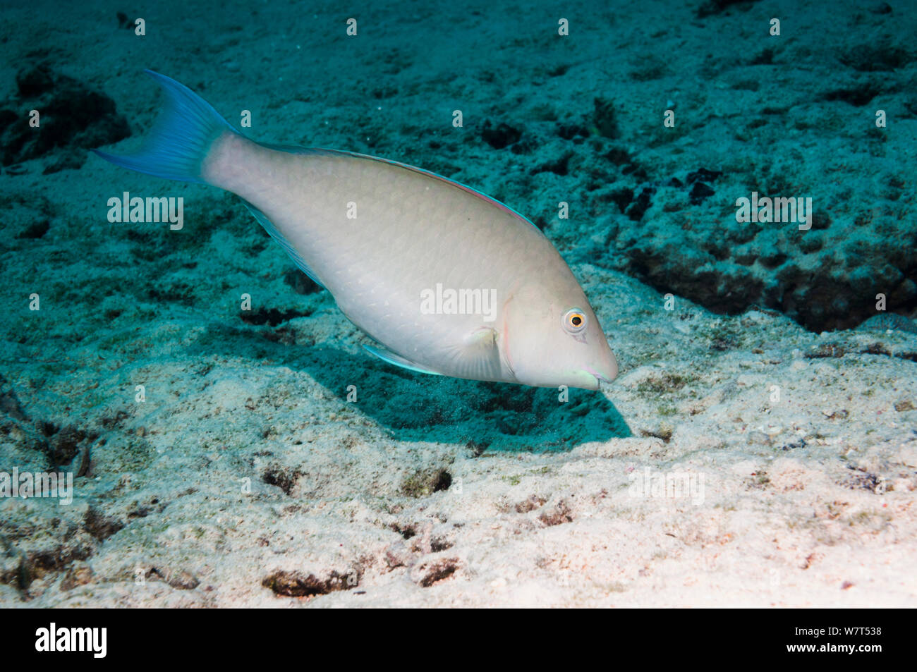 Longnose parrotfish (Hipposcarus harid) browsing on filamentous algae growing on sand. Egypt,  Red Sea. Stock Photo