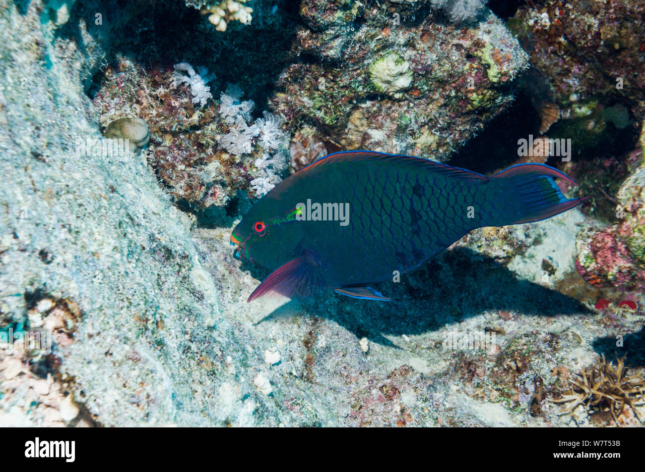 Swarthy / Dusky parrotfish (Scarus niger) grazing. Egypt, Red Sea. Stock Photo