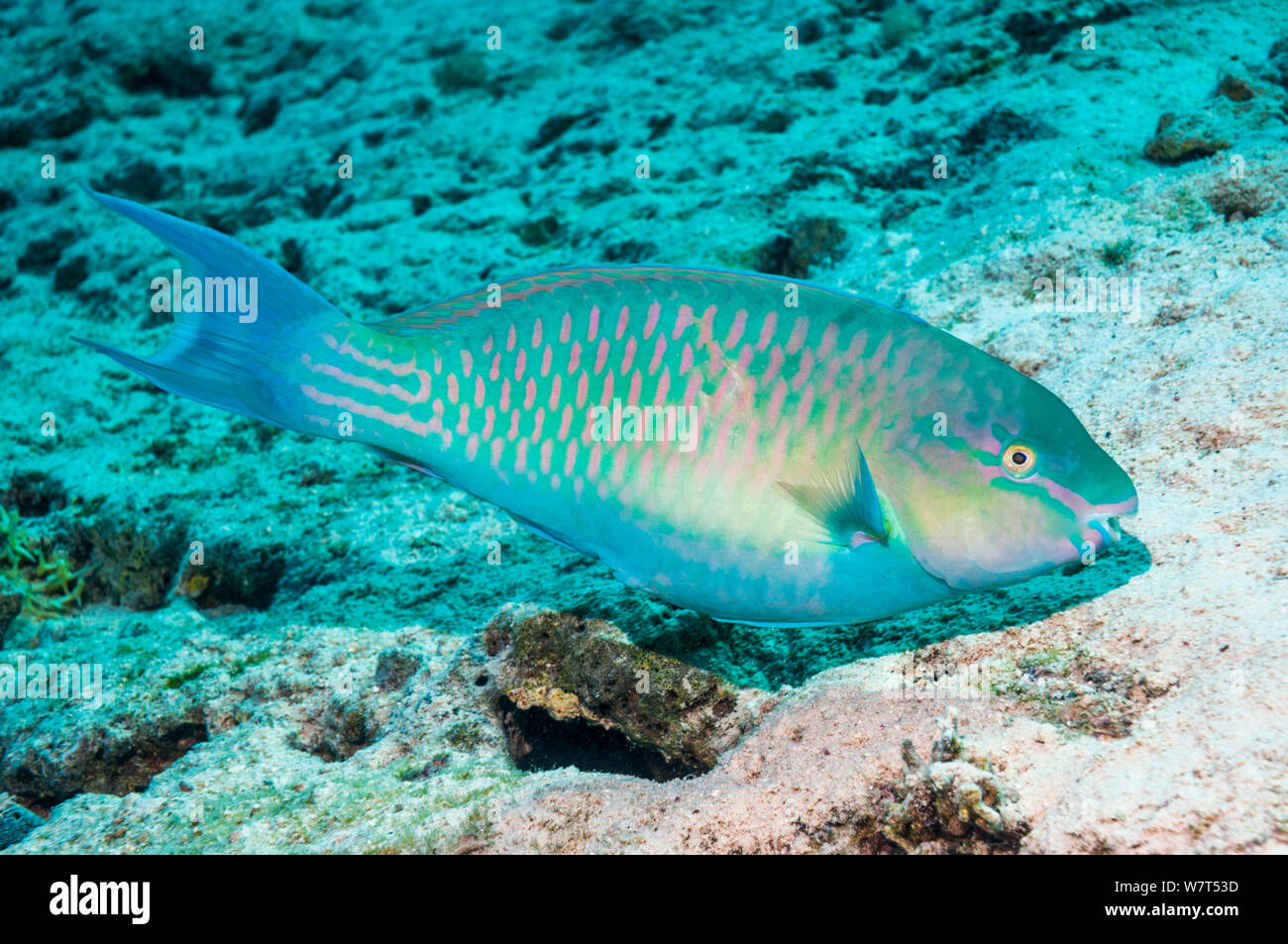 Greenband / Red Sea parrotfish (Scarus collana)  browsing on filamentous algae growing on sand . Egypt, Red Sea. Stock Photo