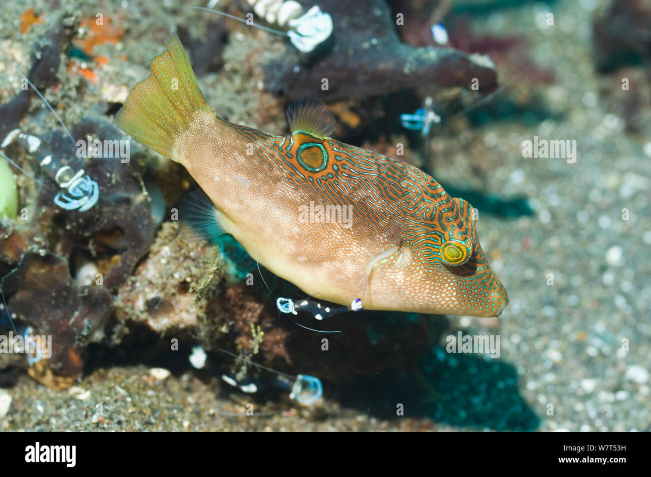 Papuan puffer (Canthigaster papua) with a cleaner shrimp (Periclemenes magnificus) Rinca, Komodo National Park, Indonesia. Stock Photo