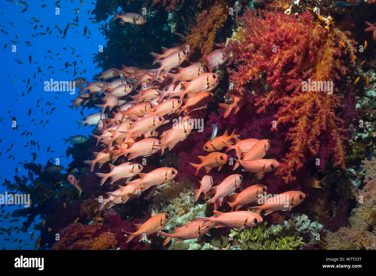 Cromson soldierfish hi-res stock photography and images - Alamy