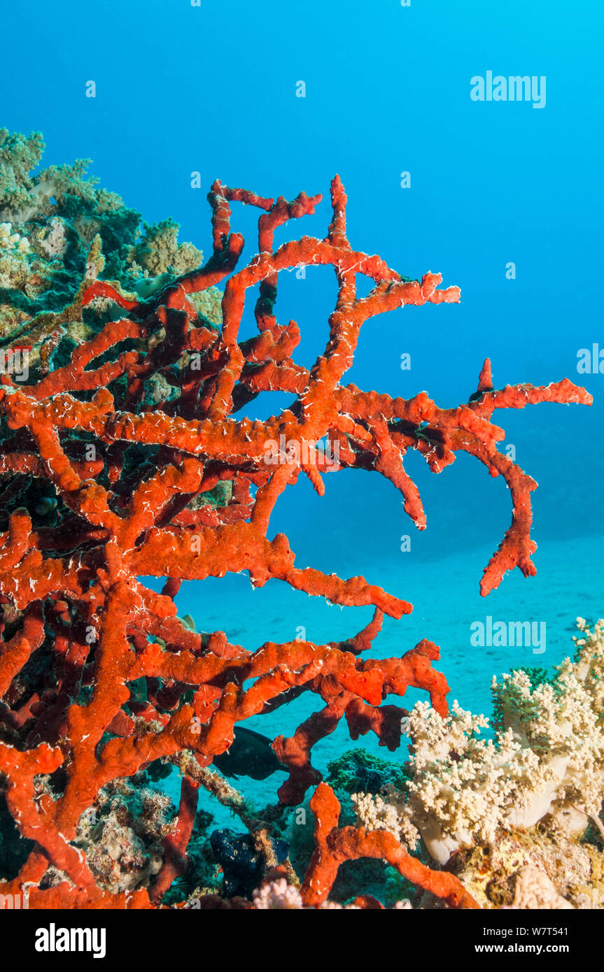 Red rope sponge (Amphimedon compressa) Egypt, Red Sea. Stock Photo