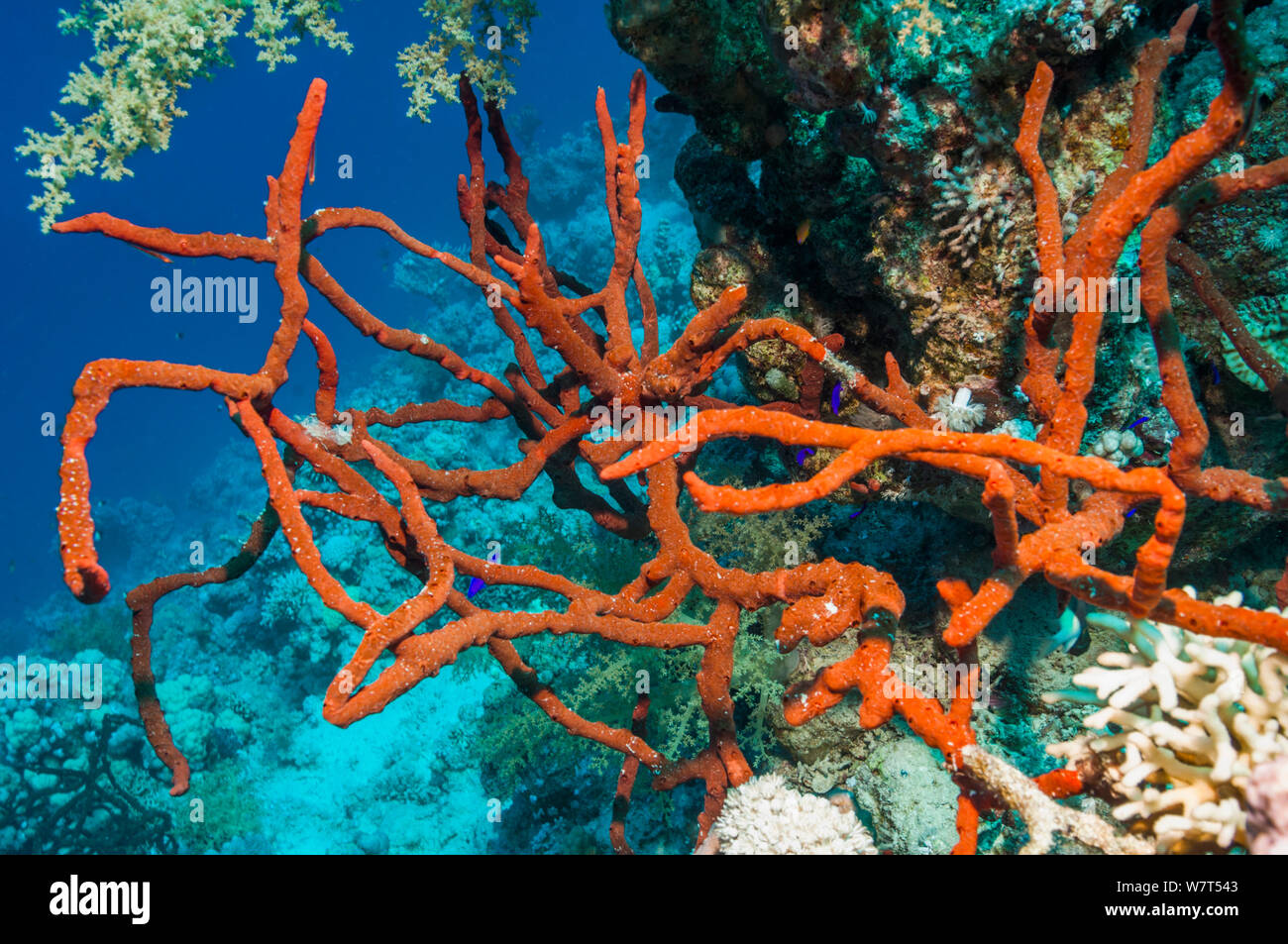 Red rope sponge (Amphimedon compressa) Egypt, Red Sea. Stock Photo