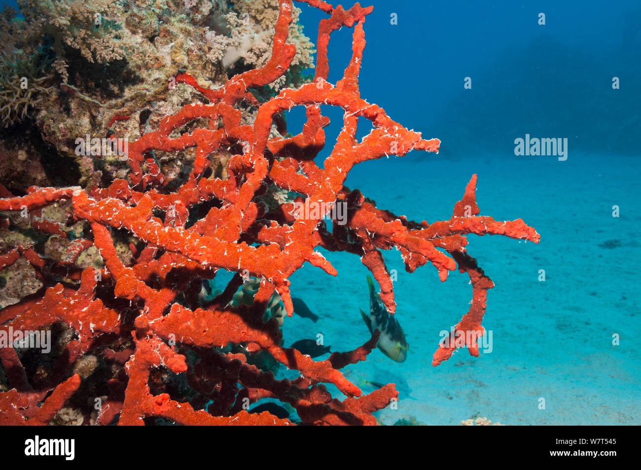 Red rope sponge (Amphimedon compressa) Egypt, Red Sea. Stock Photo