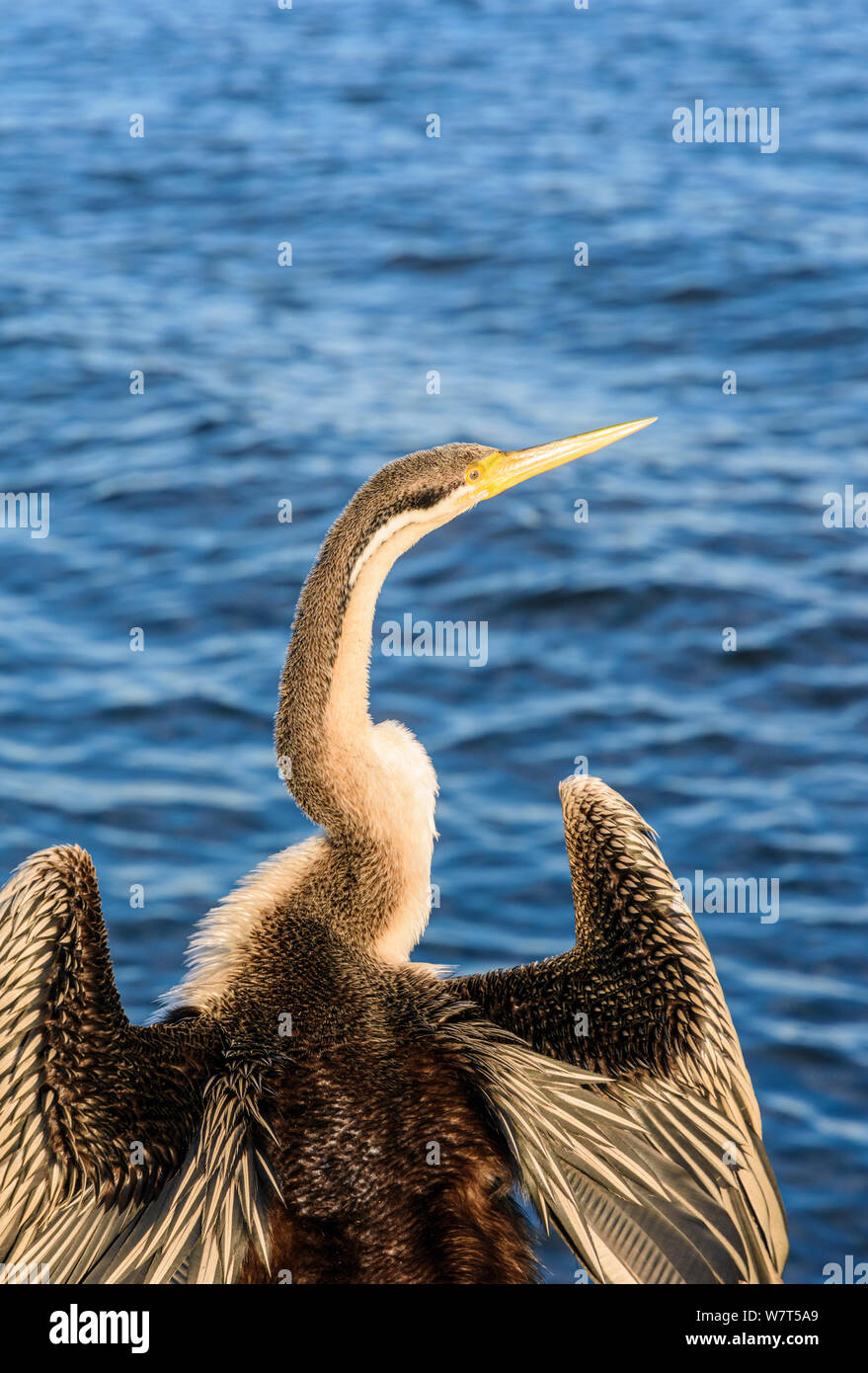Australasian darter water bird drying its wings in the sun on the banks of the Swan River, Perth, Western Australia Stock Photo