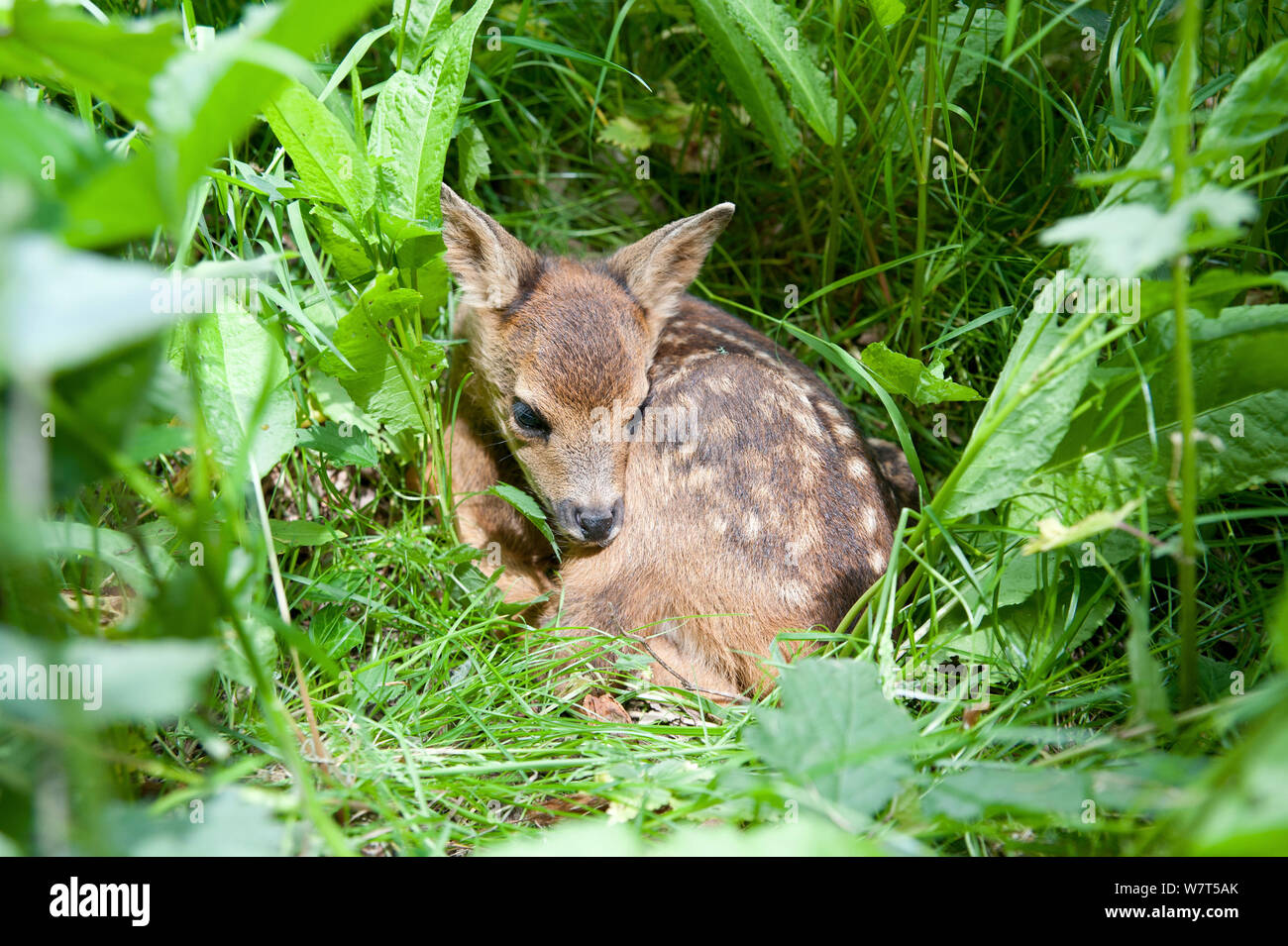 Roe deer fawns and france hi-res stock photography and images - Alamy