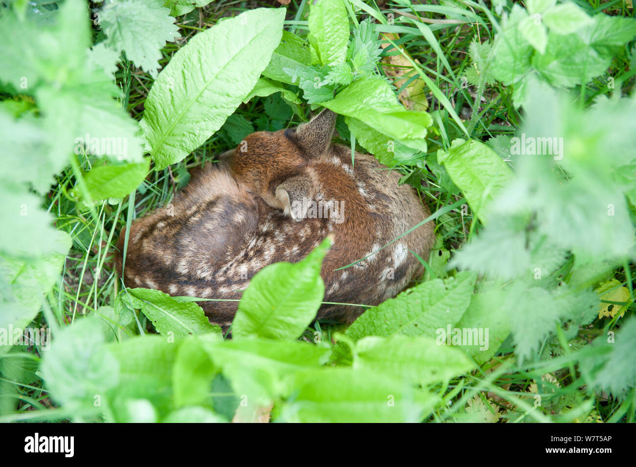 Roe deer fawns and france hi-res stock photography and images - Alamy