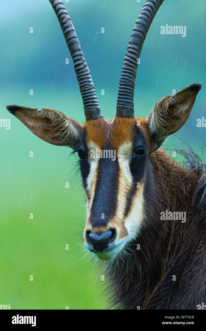 Sable antelope (Hippotragus niger) portrait, captive, Cabarceno Park, Cantabria, Spain, June. Stock Photo