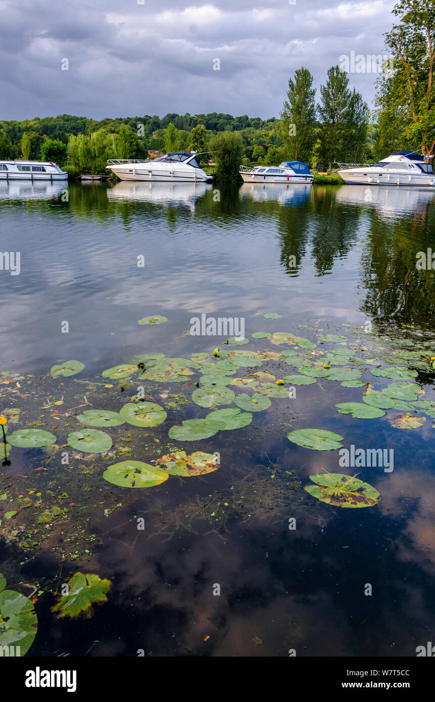 Lily Pads Float In The River Thames While Pleasure Boats Are Moored On The Far Bank At Pangbourne In West Berkshire Uk Stock Photo Alamy Lily Pads Float In The River Thames While Pleasure Boats Are Moored On The Far Bank At Pangbourne In West Berkshire Uk Stock Photo Alamy