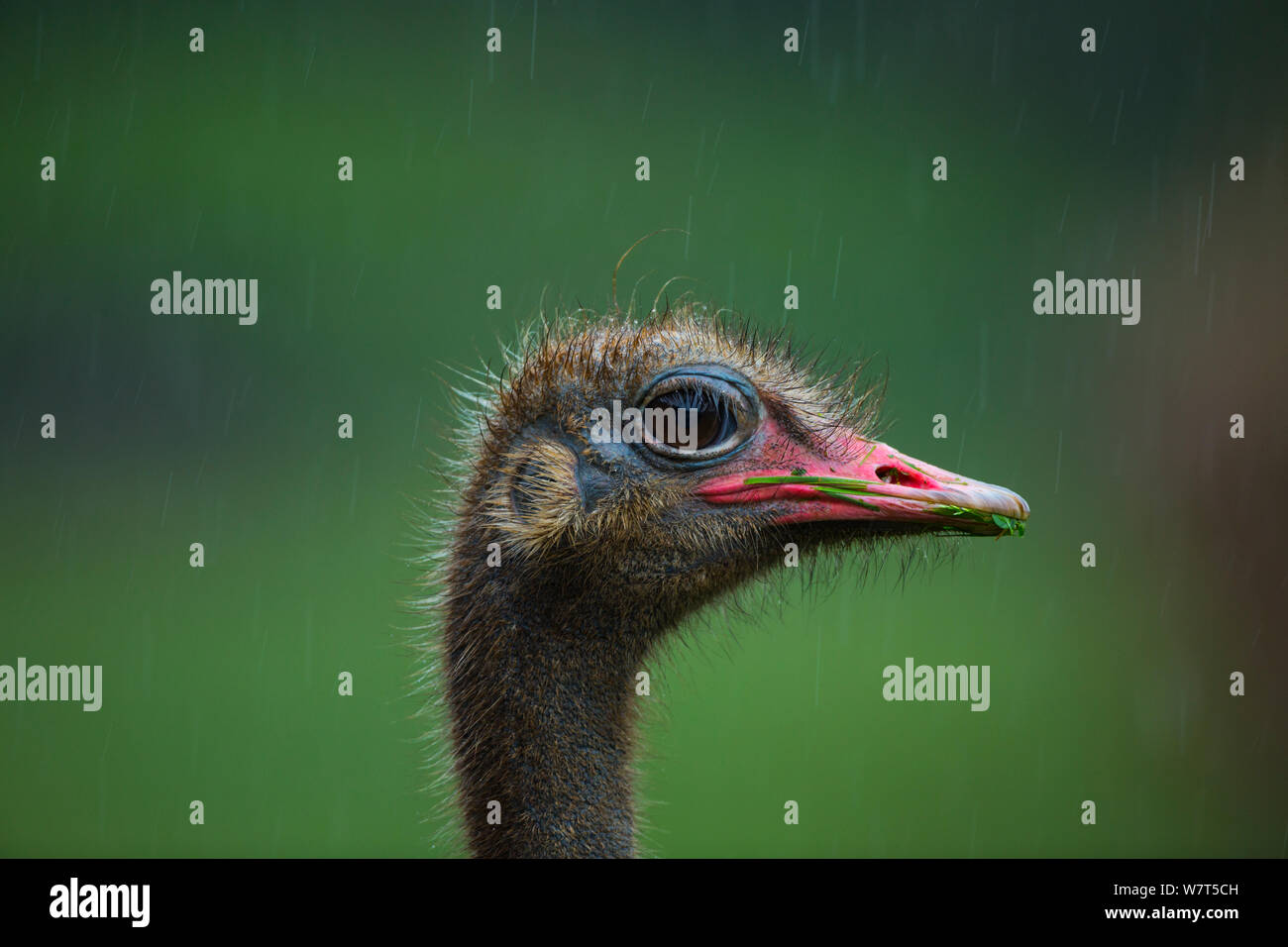 Ostrich (Struthio camelus) captive, Cabarceno Park, Cantabria, Spain, June. Stock Photo