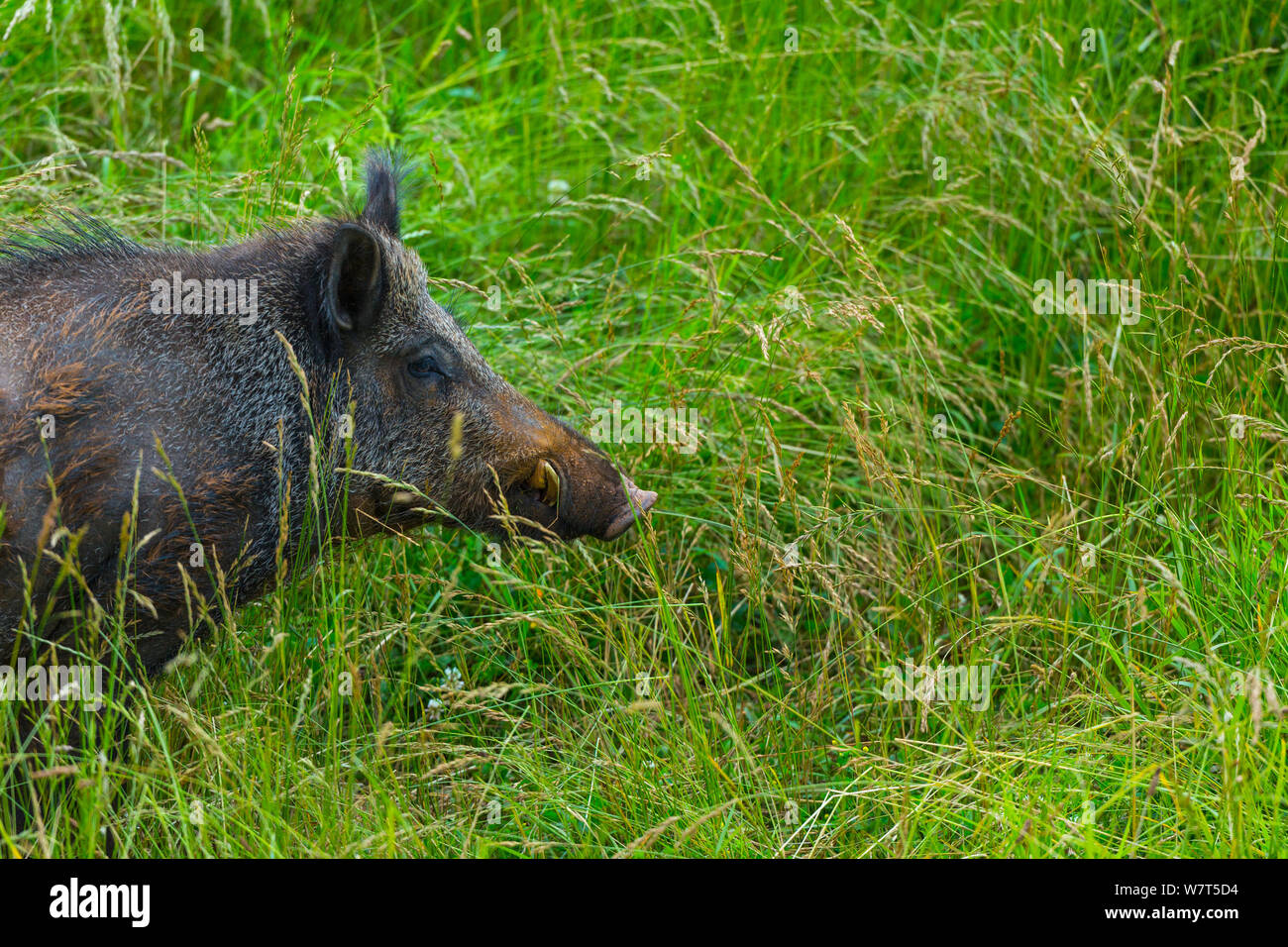 Wild boar (Sus scrofa) captive, Cabarceno Park, Cantabria, Spain, June. Stock Photo