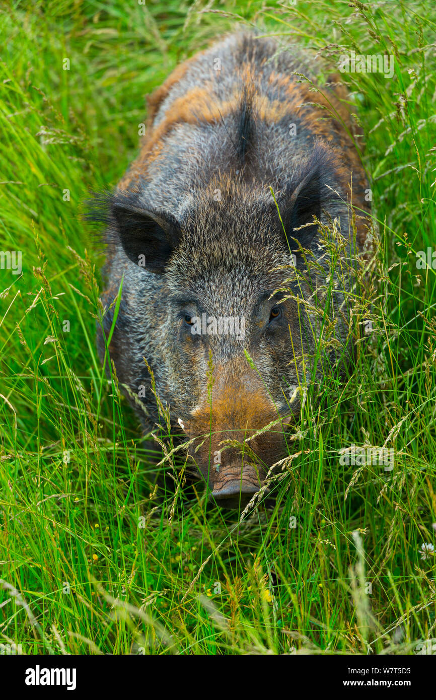 Wild boar (Sus scrofa) captive, Cabarceno Park, Cantabria, Spain, June. Stock Photo