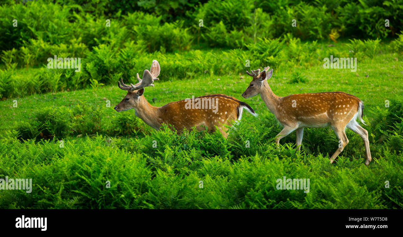 Fallow deer (Dama dama) stags, captive, Cabarceno Park, Cantabria, Spain. Stock Photo