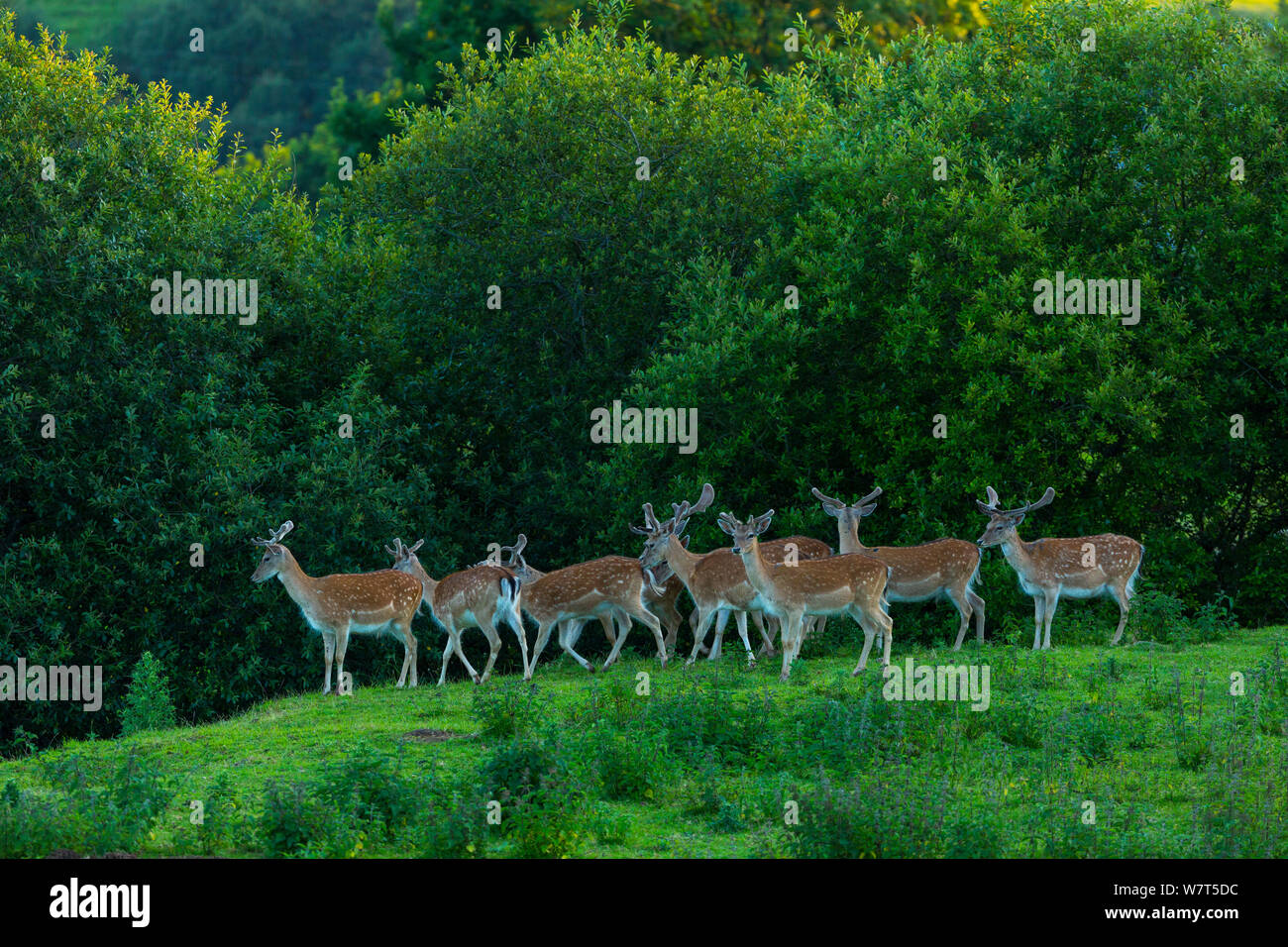 Fallow deer (Dama dama) stags, captive, Cabarceno Park, Cantabria, Spain, June. Stock Photo
