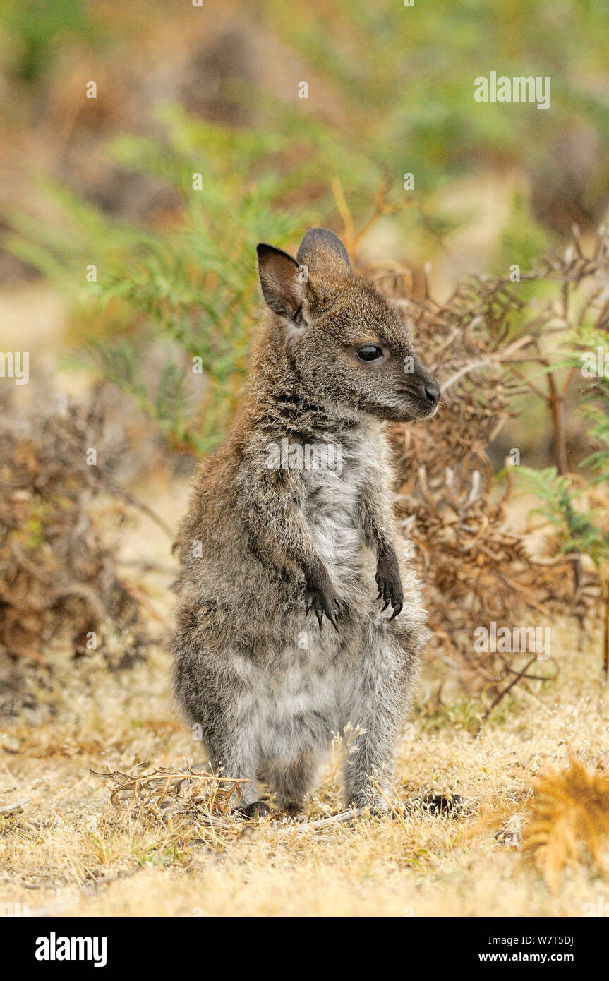 Bennett's Wallaby (Macropus rufogriseus) young joey, Tasmania, Australia Stock Photo