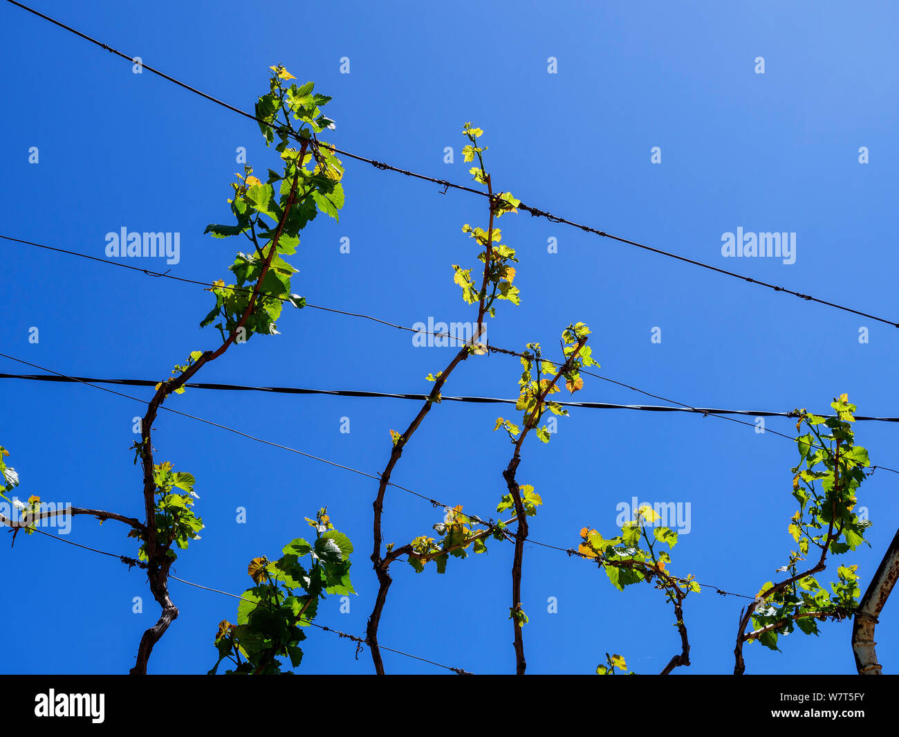 wine growing in Didi Ateni, Tana Valley, Samzche-Dschawacheti,  Georgia, Europe Stock Photo