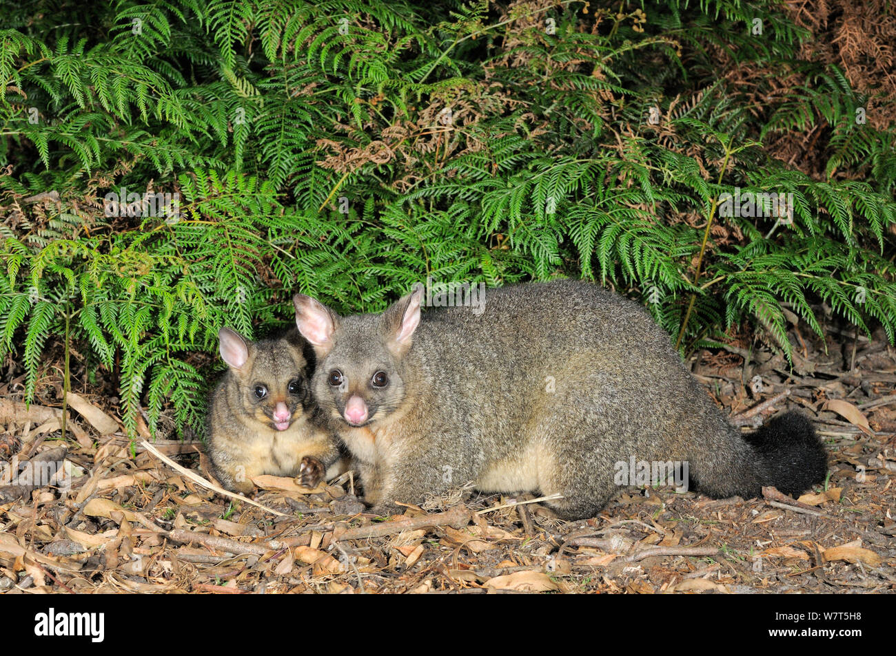 Baby Brushtail Possum Hi Res Stock Photography And Images Alamy