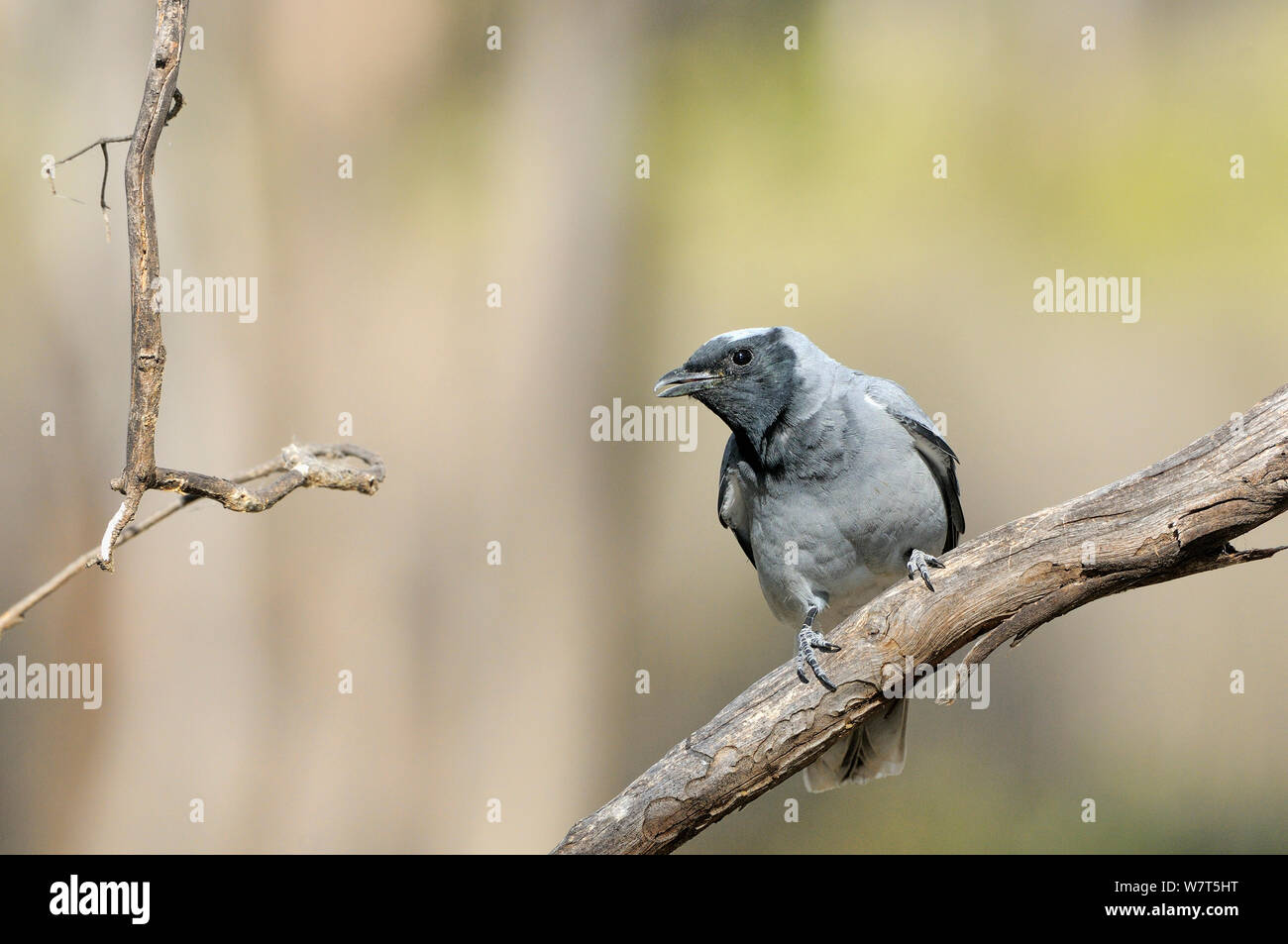 Black-faced Cuckoo-Shrike (Coracina novaeholandiae) Tasmania Stock Photo