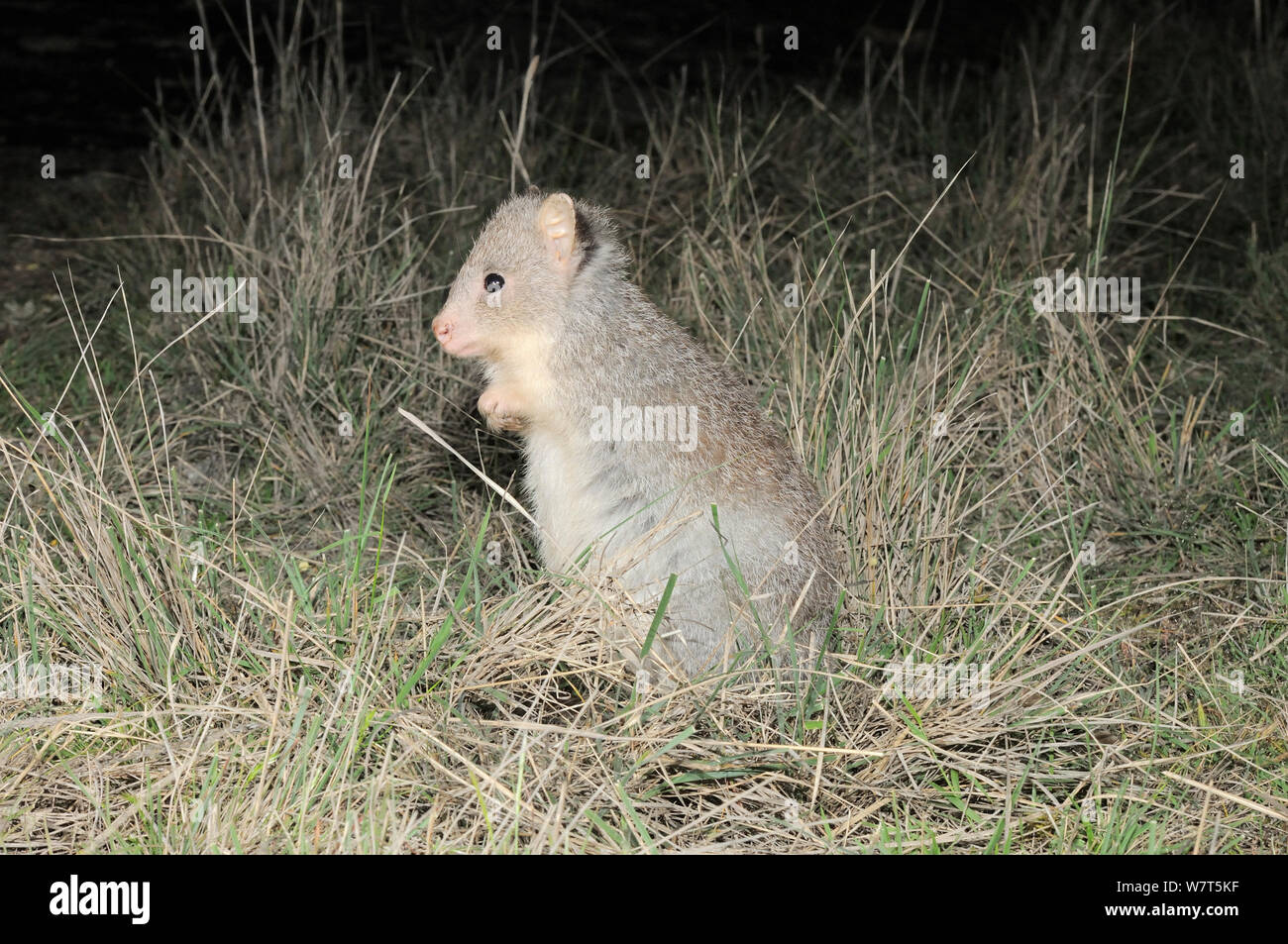 Rufous Bettong (Aepyprymnus rufescens) at night, Victoria, Australia