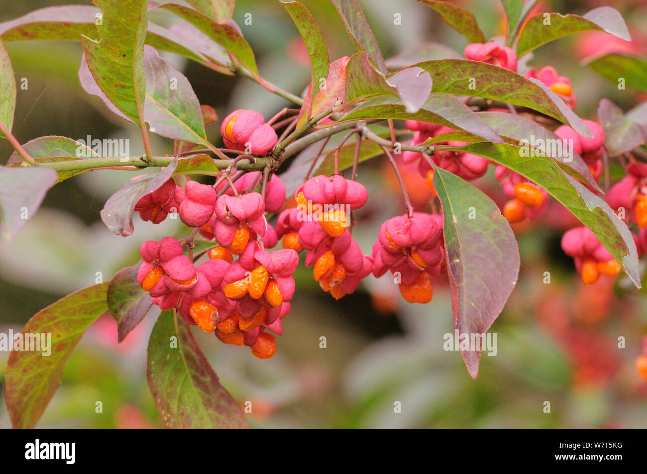 Spindle (Euonymus europaeus) &#39;Red Cascade&#39; close up of berries, England, UK, October. Stock Photo