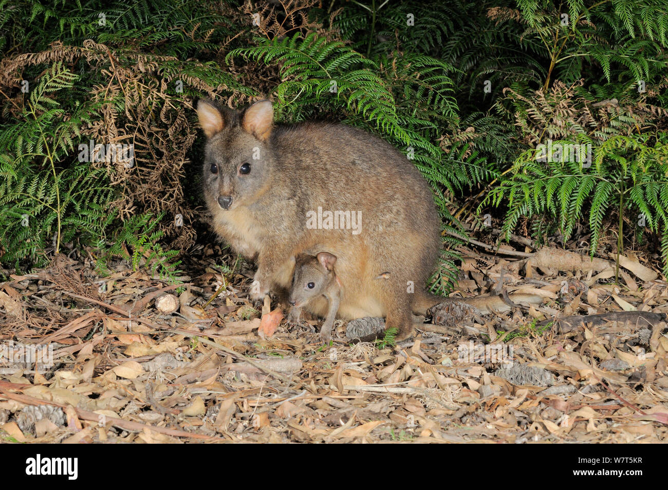 Tasmanian Pademelon (Thylogale billardieri) mother with joey in pouch, Tasmania, Australia. Stock Photo
