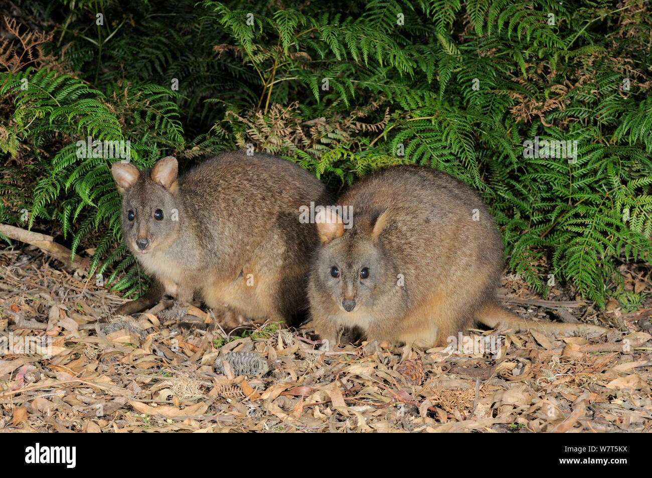 Tasmanian Pademelons (Thylogale billardieri) Tasmania, Australia. Stock Photo